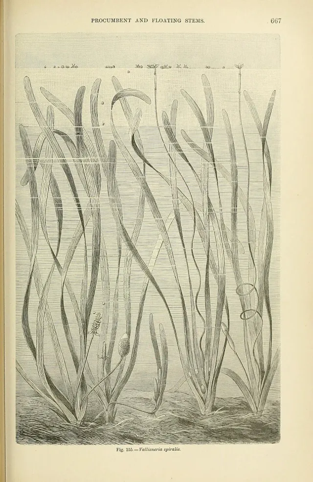 Vallisneria spiralis PS akvarieväxt bakgrund lättskött