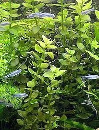 Näsets Ciklidhobby Bacopa caroliniana akvarieväxt kruka