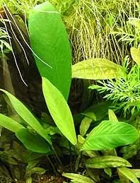 Anubias congensis akvarieväxt i kruka tålig