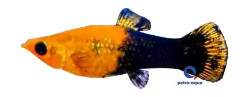Näsets Ciklidhobby Poecilia sphenops gold black molly XL molly