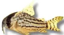 Näsets Ciklidhobby Corydoras schwartzi pansarmal XL