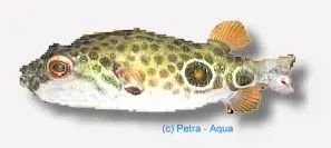 Näsets Ciklidhobby Twin-Spot Puffer kulfisk 7–10 cm