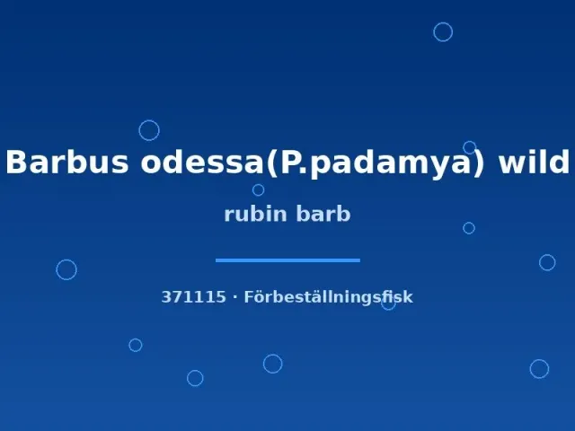 Näsets Ciklidhobby Barbus odessa rubin barb akvariefisk xlg–sh