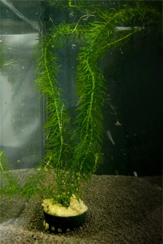 Näsets Ciklidhobby Egeria najas Easy4 akvarieväxt