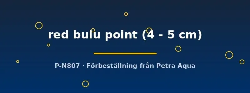 Näsets Petrochromis red bulu point ciklid 4–5 cm krävande