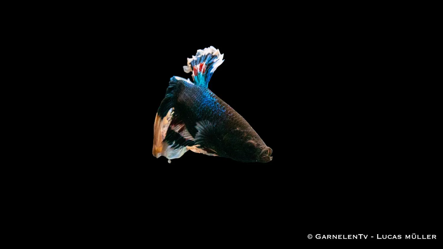 Garnelen TV Betta Super-Delta kampfisk hane territorial