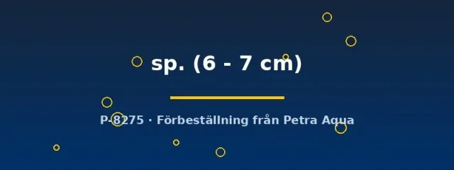 Näsets Ciklidhobby L004 Hypancistrus mal 6–7 cm prickig