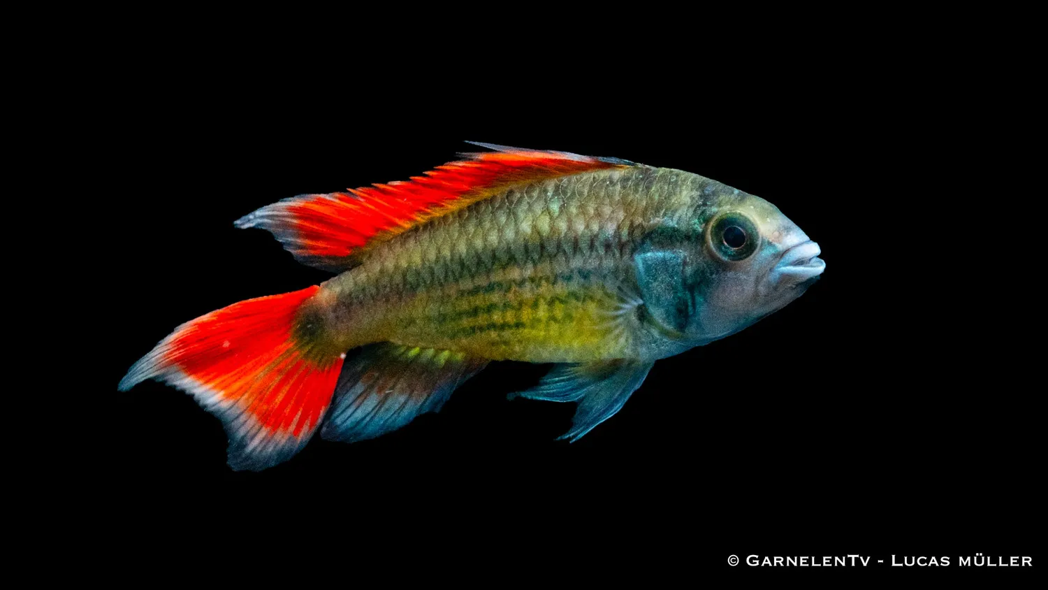 Kakaduzwergbuntbarsch orange Apistogramma cacatuoides dvärgcichlid
