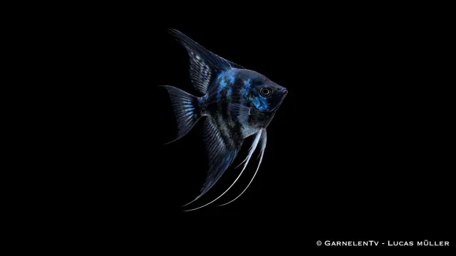 Garnelen TV Skalar Blue Clown akvariefisk Pterophyllum