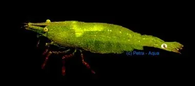 Näsets Ciklidhobby Caridina babaulti green räka 1–1,5 cm