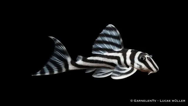 Garnelen TV L46 zebramal Hypancistrus 10 cm