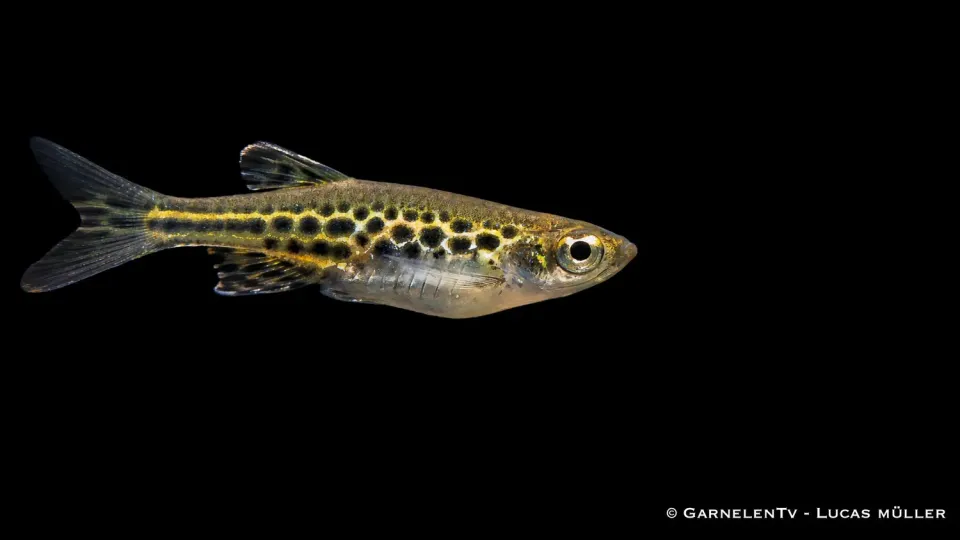 Garnelen TV dvärgleopardbarb Danio tinwini stimfisk klarvatten