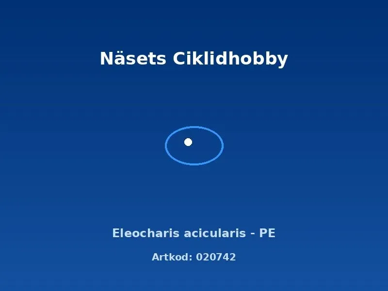 Näsets Eleocharis acicularis PE bottenväxt matta
