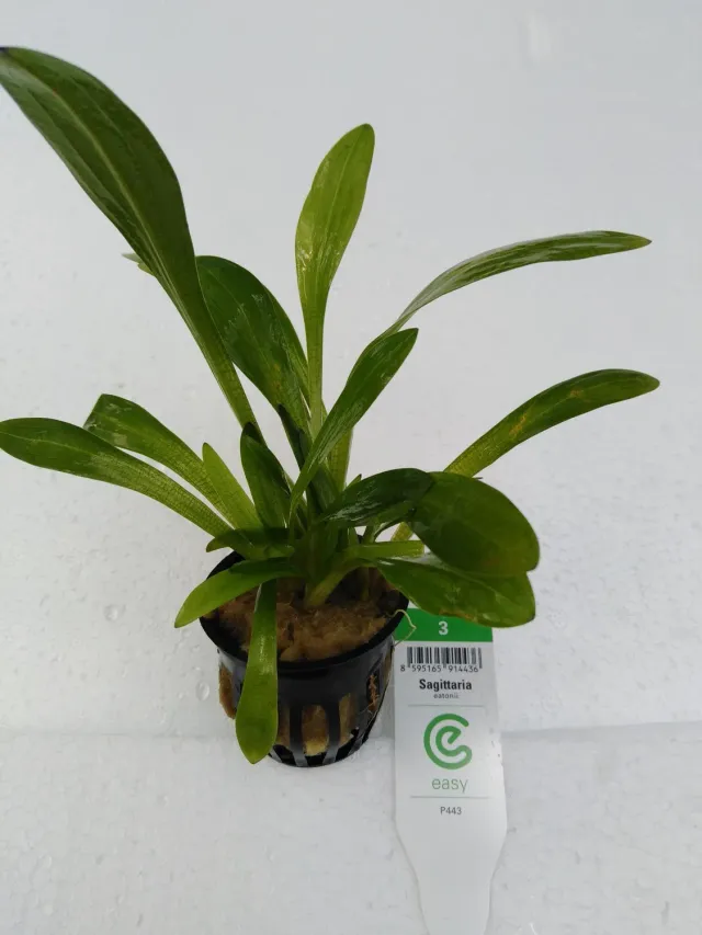 Näsets Ciklidhobby Sagittaria eatoni Easy3 akvarieväxt lättskött