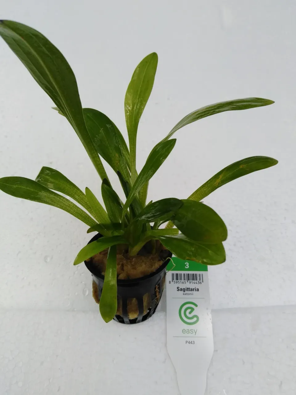 Näsets Ciklidhobby Sagittaria eatoni Easy3 akvarieväxt lättskött