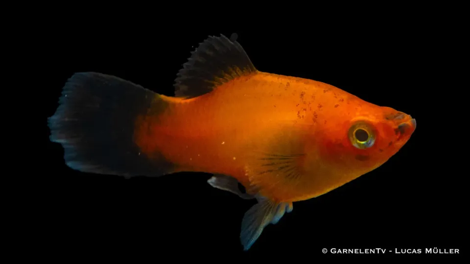 Garnelen TV Deutschland Platy Xiphophorus maculatus platy