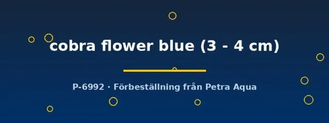 Poecilia reticulata cobra flower blue guppy 3–4 cm