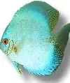Symphysodon Cobalt diskus 12–15 cm blå