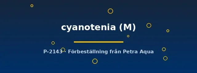 Näsets Hyphessobrycon cyanotenia akvariefisk M stimfisk