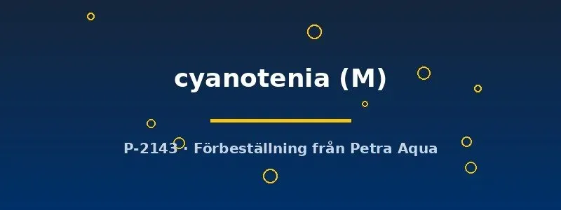 Näsets Hyphessobrycon cyanotenia akvariefisk M stimfisk
