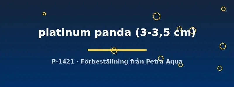 Pterophyllum scalare Platinum Panda skalar 3–3,5 cm