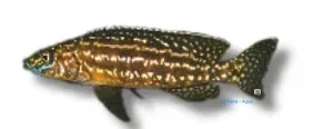 Lamprologus kendalli ciklid 4–5 cm