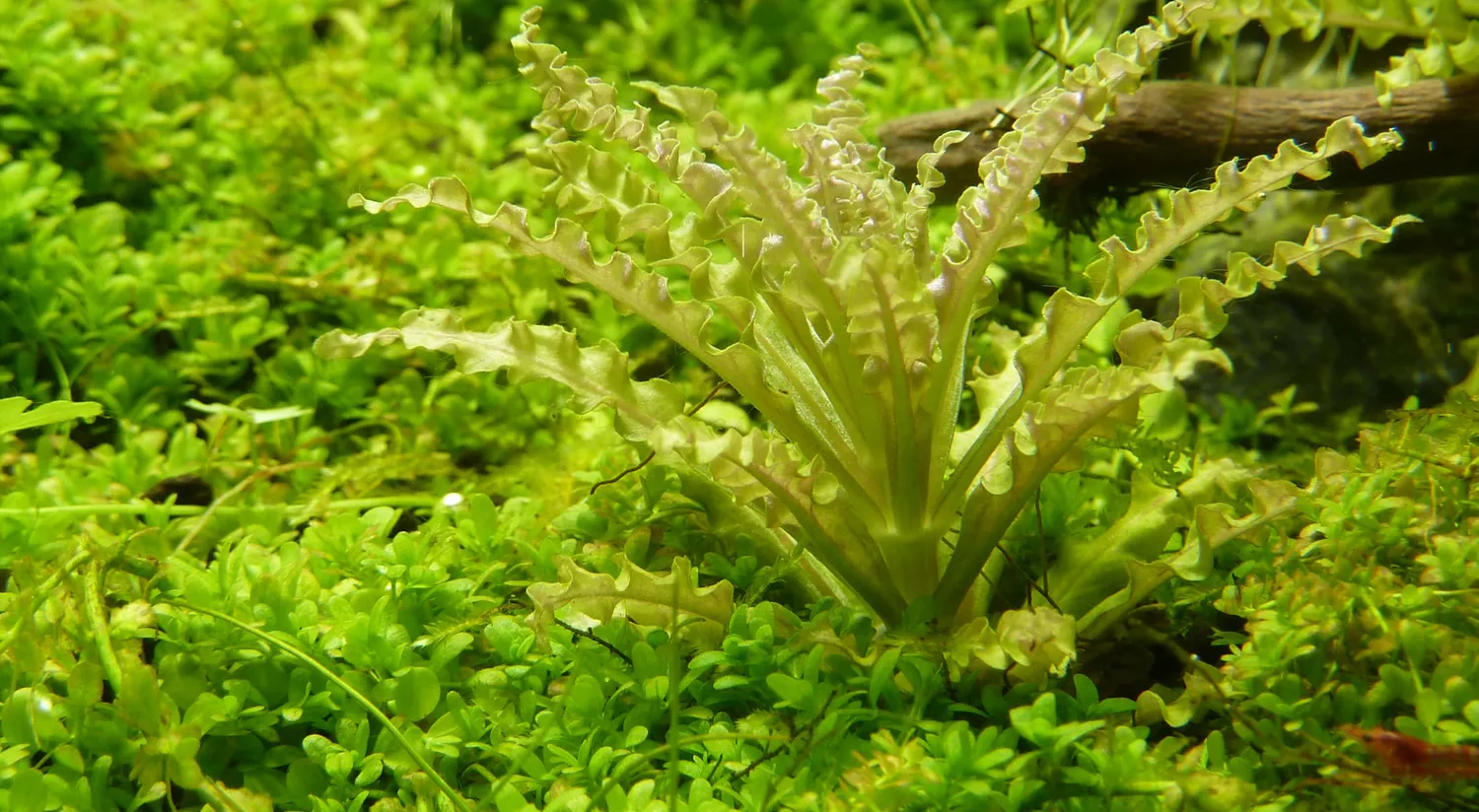 Akvarievalvet Pogostemon helferi akvarieväxt förgrund