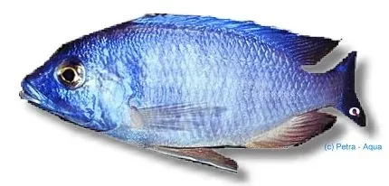 Näsets Ciklidhobby Placidochromis sp. blue akvariefisk 4–5 cm malawi