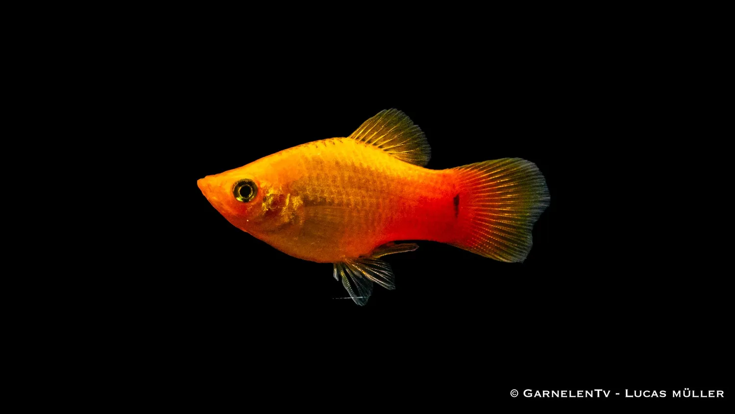 Garnelen TV Platy Gold glödljus 5-7cm sällskap