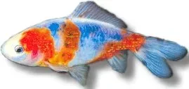 Näsets Ciklidhobby Carassius auratus schubunkin 12–14 cm