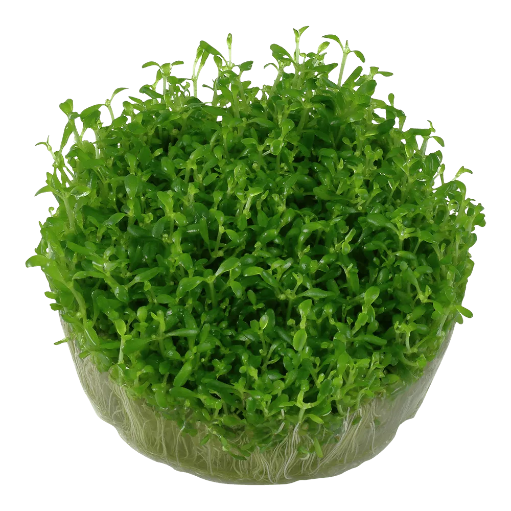 Akvarievalvet Elatine hydropiper akvarieväxt förgrund