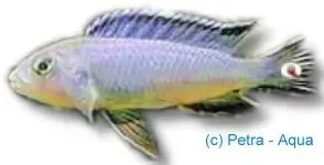 Näsets Ciklidhobby Mikrochromis zebroides ciklid 4–5 cm randig