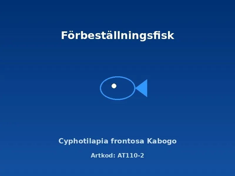 Näsets Ciklidhobby Frontosa Kabogo ciklid 5–6 cm