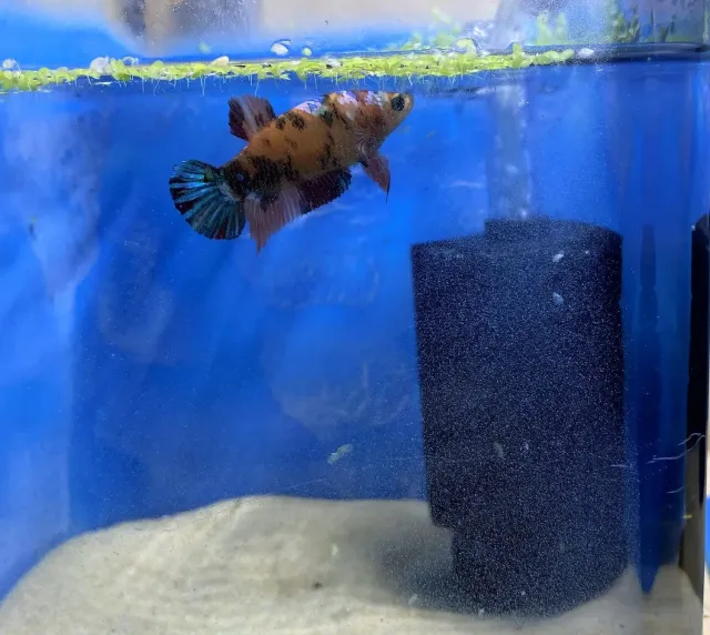Näsets Ciklidhobby Betta Splendens Plakat Emerald XL kampfisk
