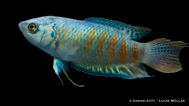 Garnelen TV Macropodus opercularis makropod blå 8–10 cm