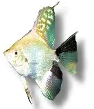 Näsets Ciklidhobby Pterophyllum scalare koi diamond skalar 1,5–2 cm
