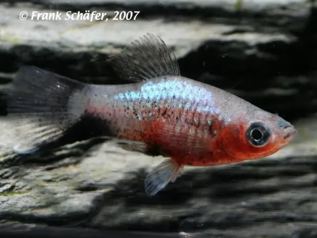 Näsets Ciklidhobby Platy comet red levandefödare lg
