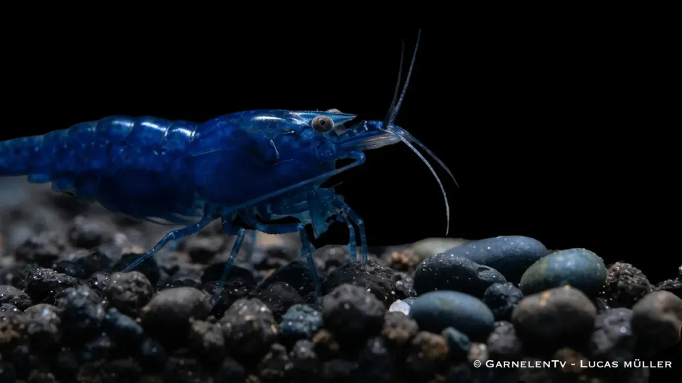 Garnelen TV Blue Diamond räka Neocaridina blå