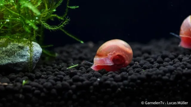 Garnelen TV posthornssnäcka Planorbella duryi akvariesnäcka rosa