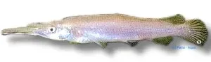 Näsets Ciklidhobby Dermogenys sp. silver akvariefisk 4–6 cm ytfisk