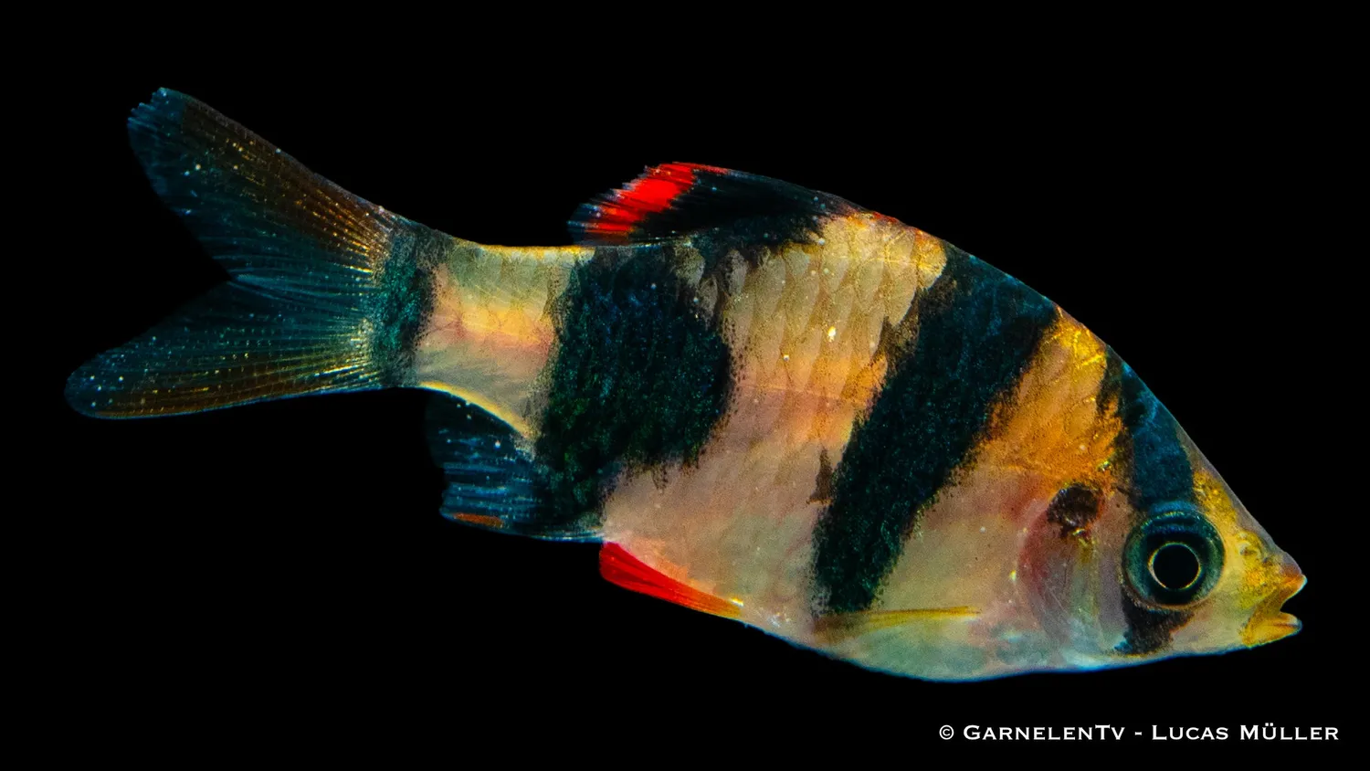 Sumatrabarb Puntigrus tetrazona stimfisk sötvatten