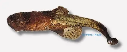 Näsets Ciklidhobby Chaca chaca mal 15–20 cm bottenlevande
