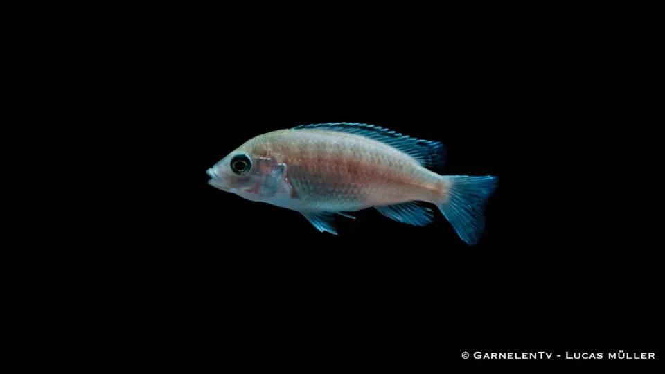 Garnelen TV Labidochromis Caeruleus White ciklid vit