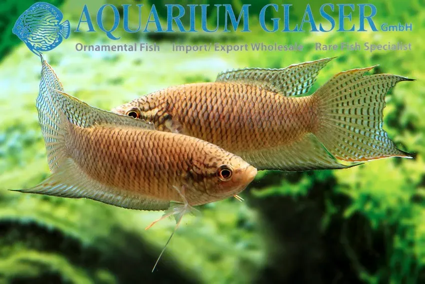 Näsets Ciklidhobby Black Paradise akvariefisk md–lg labyrint