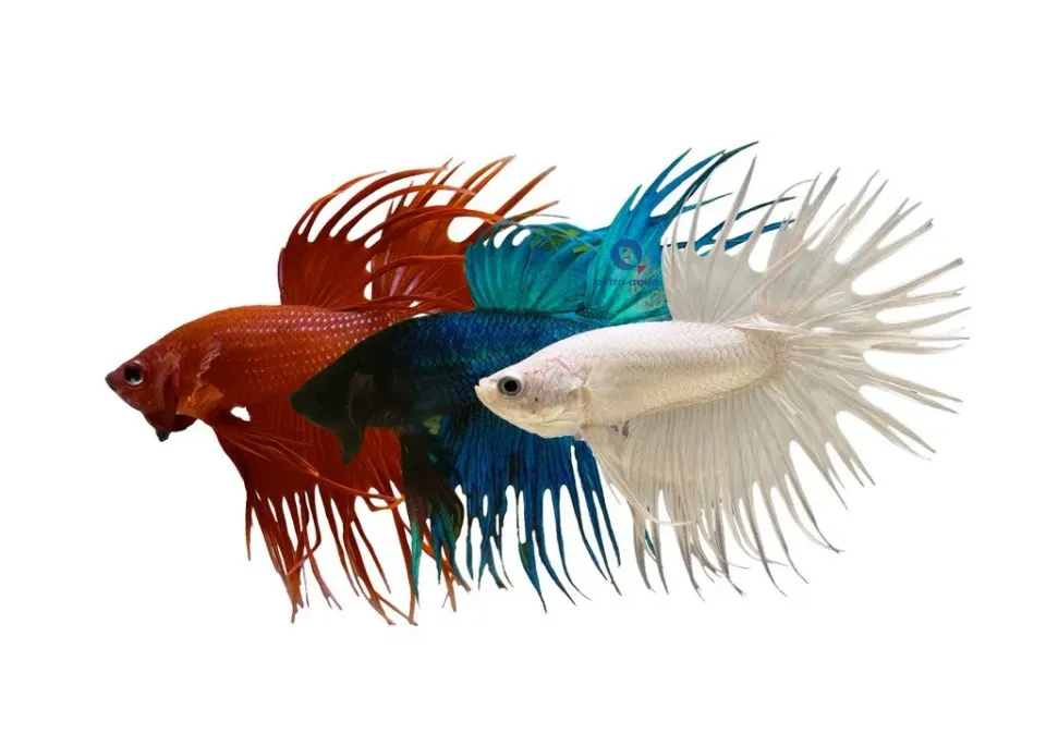 Näsets Ciklidhobby Betta spl crowntail mix kampfisk XL hane