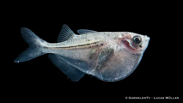 Garnelen TV Thoracocharax stellatus bilbuk stimfisk