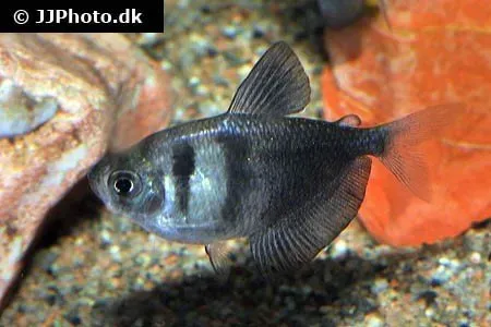 Näsets Ciklidhobby black widow tetrafisk sm–md stim