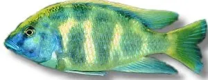 Näsets Ciklidhobby Venustus Haplochromis ciklid 2–3 cm