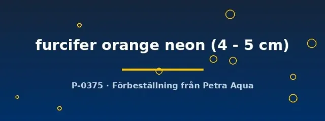 Cyathopharynx furcifer orange neon ciklid 4–5 cm