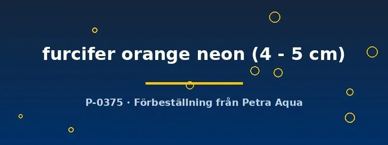 Cyathopharynx furcifer orange neon ciklid 4–5 cm